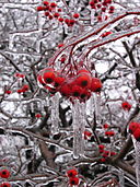 Red crabapples on branches and covered with ice.